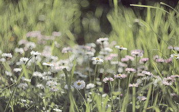 Flowers, Grass, Macro, Field, Small HD wallpaper
