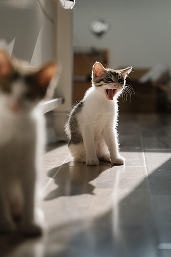Animals, Pet, Animal, Protruding Tongue, Tongue Stuck Out, Kittens HD phone wallpaper