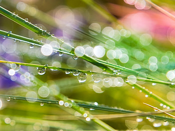 Plants, Grass, Drops HD wallpaper