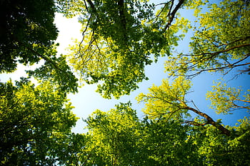 Looking up through vibrant green tree canopy with blue sky. Perfect for nature and outdoor themes. HD wallpaper