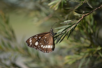 Butterfly Stalker hehe, graphy, , passionfruit, butterfly, , fluttering, shellandshilo, , garden, bw, beautiful, gardening, wattle, love, nature, lovely HD wallpaper