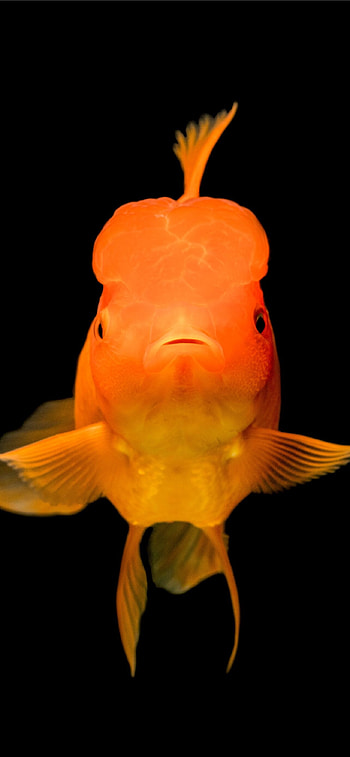 Gold Fish, Nature, Orange HD phone wallpaper
