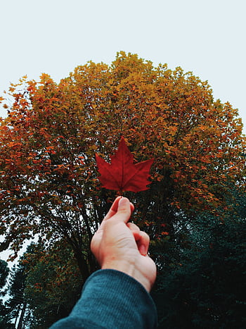 Hand holding a vibrant maple leaf against a backdrop of autumn trees in Fracalanza Park, Brazil. HD phone wallpaper