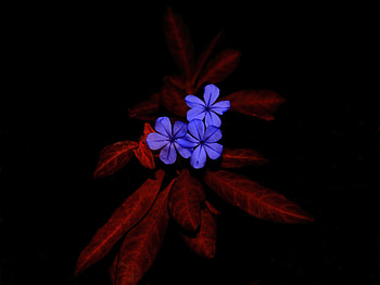 Plumbago Flowers On Pomegranate Leaves , flowers, dark, black, graphy HD wallpaper