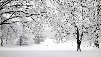 Snow, , Winter, , Forest, Tree HD wallpaper
