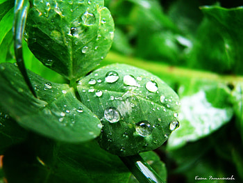 Plants, Leaves, Drops HD wallpaper