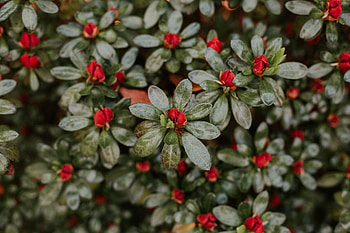 Flowers, Flower, Plant, Macro, Petals, Buds HD wallpaper
