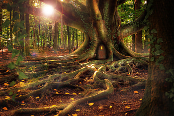Fantasy, Wood, Forest, Tree, Small House, Lodge, Roots HD wallpaper