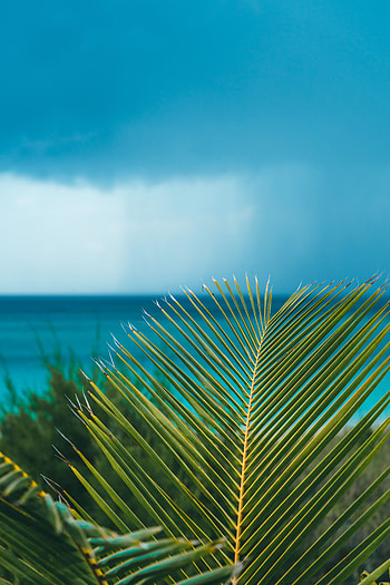 Nature, Leaves, Horizon, Shore, Bank, Ocean, Palm, Branch HD phone wallpaper