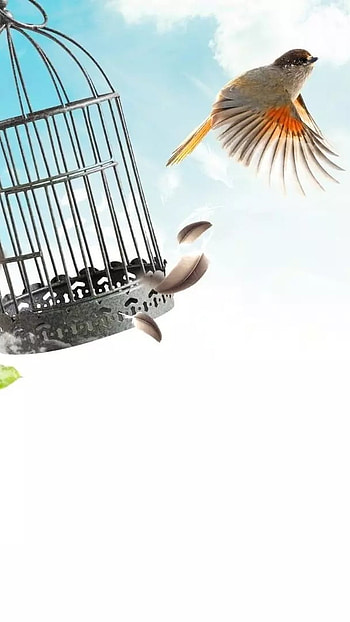 Whatsapp D.p, Bird Cage, whatsapp dp HD phone wallpaper