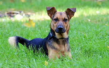 Animals, Grass, Dog, Spring, Friend, Devotion HD wallpaper