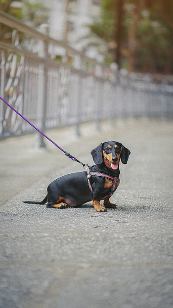 Animals, Dog, Leash, Blur, Smooth, Stroll, Dachshund HD phone wallpaper