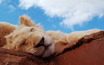 Animals, Clouds, Young, Muzzle, Lion, Sleep, Dream, Joey, Lion Cub HD wallpaper