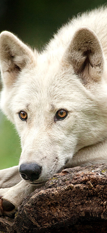 Arctic Wolf, 11 , Arctic elegance, Cold and pristine HD phone wallpaper