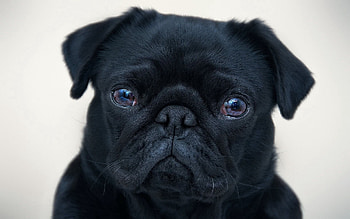 Animals, Dog, Puppy, English Bulldog HD wallpaper