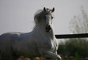 Grey Beauty 2, spanish, andalusian, horses, grey HD wallpaper
