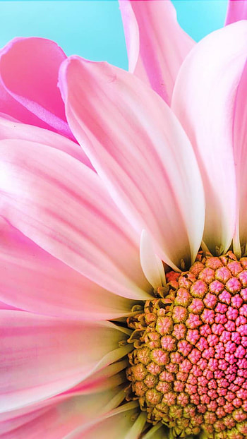 Pink Flower, pink flower, petal, daisy, earth, nature, flower HD phone wallpaper