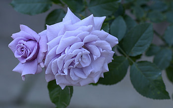 Blue roses, blue, rose, trandafir, flower HD wallpaper