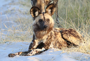 Animals, Predator, Animal, Hyena HD wallpaper