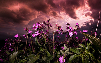 Flowers, Sky, Clouds, Greens, Mainly Cloudy, Overcast, Glade, Polyana HD wallpaper