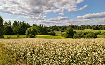 Summer in Latvia, summer, landscape, clouds, fields, Latvia HD wallpaper