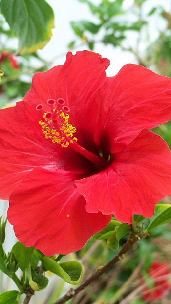 Hibiscus, Red, Hibiscus Red Flower HD phone wallpaper