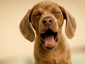Animals, Dogs HD wallpaper