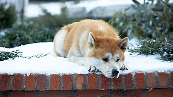 A Dog's Tale, Akita dog, Inspirational story, Unbreakable bond HD wallpaper