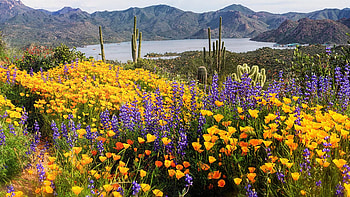 Flowers Galore, wildflowers, blossoms, sky, mountains, lake HD wallpaper