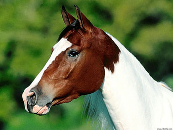 Bicolor horse, animal, horse, nature, bicolor HD wallpaper