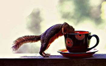 Squirrels and Coffee, Animals, Coffee, Cup, Squirrels HD wallpaper