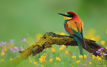 Pretty bird, birds, pretty, animals, green, flowers HD wallpaper