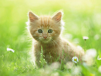 Animals, Grass, Shine, Light, Kitty, Kitten, Stroll HD wallpaper