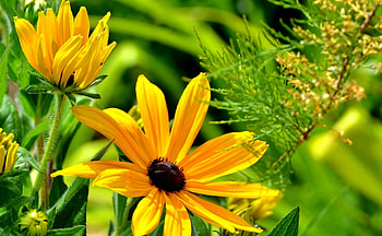 Yellow flowers, sunny, nice, delicate, petals, greenery, macro, garden, beautiful, grass, fresh, park, summer, tender, leaves, field, freshness, yellow, flowers, lovely HD wallpaper