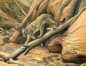 Canyon Hunter, animal, painting, cougar, canyon HD wallpaper
