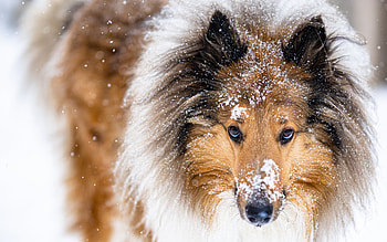 Collie, animal, dog, snow HD wallpaper