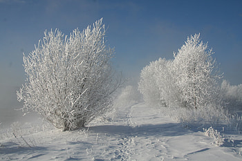 Landscape, Nature, Snow, Bush, Frost, Hoarfrost, Shadows, Traces, Track, Snow White HD wallpaper