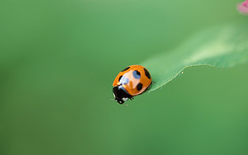 Plant, Macro, Blur, Smooth, Insect, Ladybug, Ladybird, Crawl HD wallpaper