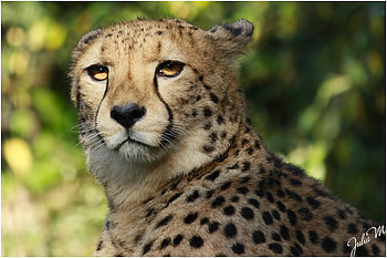 glowing-eyes, animal, jaguar, big cat, wild cat, eyes HD wallpaper