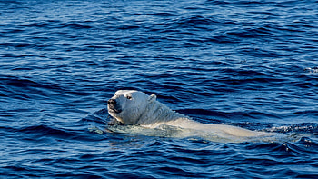 Animals, Sea, Bear, Polar Bear, Swims, Floats HD wallpaper