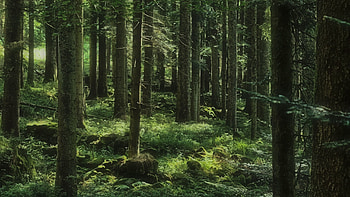 Bushes Stones Trees Forest Background Nature HD wallpaper
