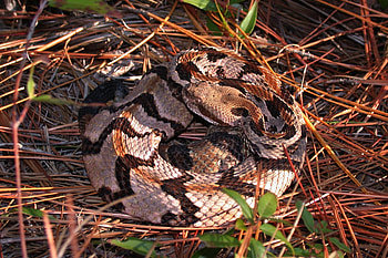 Timber rattlesnake, Native American history, Serpent species, Rattlesnake habitat HD wallpaper