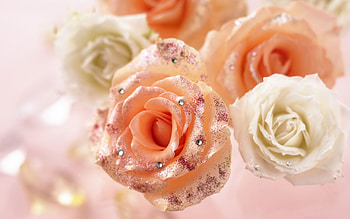 Plants, Flowers, Roses HD wallpaper