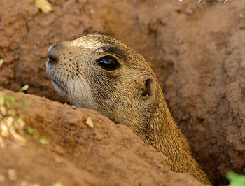 Meerkat Cousins, Cindy McIntyre's Blog HD wallpaper