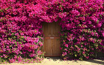 Plants, Landscape, Flowers, Houses HD wallpaper