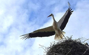 Stork, wings, sky, nest, Latvia HD wallpaper