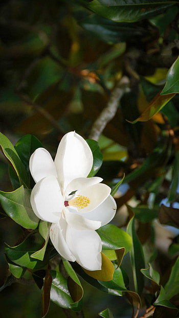Magnolia's grace, Floral wonderland, Nature's artwork, Beautiful flowers HD phone wallpaper