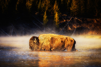 American Bison, american-bison, animals HD wallpaper