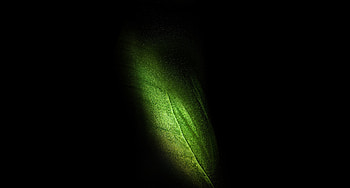 Samsung Galaxy Fold, leaf, green HD wallpaper