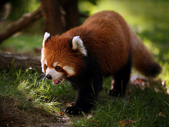 Animals, Stroll, Animal, Red Panda HD wallpaper